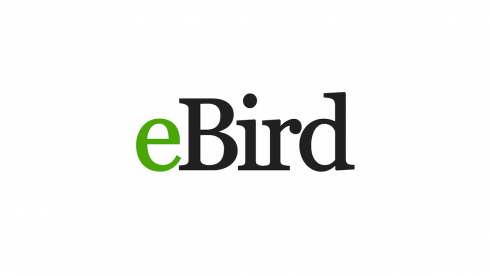 Click here to view list of Birds
